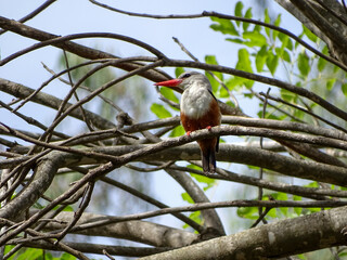Grey headed Kingfisher, Cape Verde, Santiago island, fauna, birds.