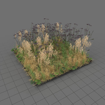 Cornflower meadow patch