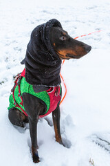 well dressed dog in the snow