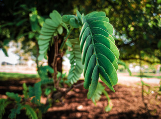 fern leaves