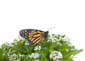 Close up of one Monarch Butterfly on white alyssum flowers, profile view. Isolated on white.