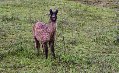 llama