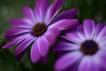 Fototapeta premium Blumenblüten in verschiedenen Farben, Cup-Körbchen, Pfingstrosen in pink, gelb, violett, oragne und weiß