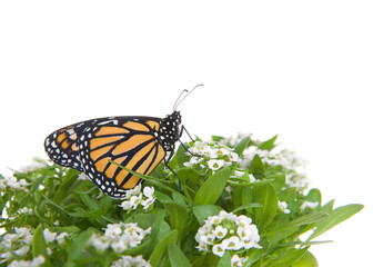 Close up of one Monarch Butterfly on white alyssum flowers, profile view. Isolated on white.