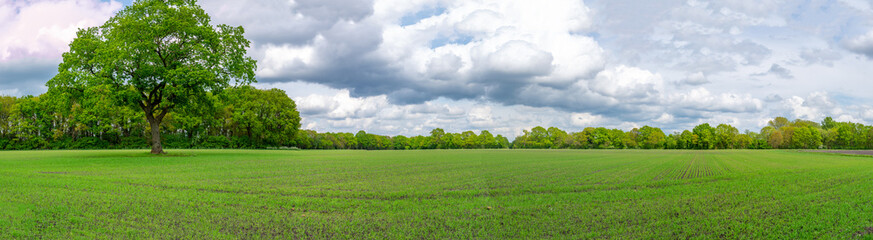 Fototapeta na wymiar Very green field with tree in Holland, Drenthe with Dutch sky in Spring