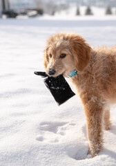 golden doodle puppy playing with glove in the snow