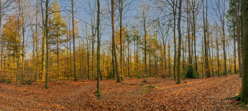 Friesland Gaasterland Elfbergen Forest in Autumn colors, Panorama