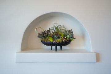 Detail of wall nook with natural arrangement of succulents in black pot.