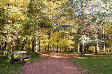 Obraz na płótnie Canvas Autumn in the park