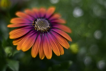 Blumenblüten in verschiedenen Farben, Cup-Körbchen, Pfingstrosen in pink, gelb, violett, oragne und weiß