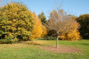 Naklejka premium Autumn trees in the park