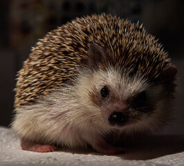 afrikanischer weißbauchigel