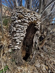 Mushrooms Overtake Stump
