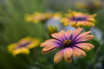 Obraz premium Blumenblüten in verschiedenen Farben, Cup-Körbchen, Pfingstrosen in pink, gelb, violett, oragne und weiß