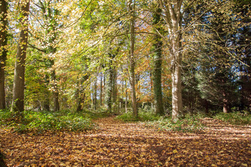 Autumn trees in the Forest of Dean.