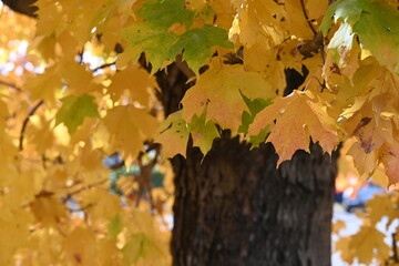 Macro yellow leaves cover the bottom of a Popular Tree.