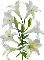 pure white lilly with seven blooms