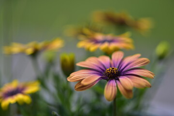 Blumenblüten in verschiedenen Farben, Cup-Körbchen, Pfingstrosen in pink, gelb, violett, oragne und weiß