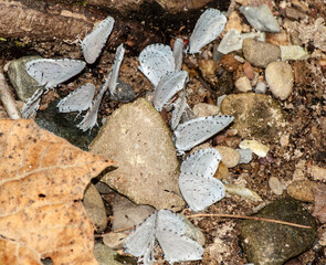 A cluster of Eastern Tailed Blue Butterflies feeding together.