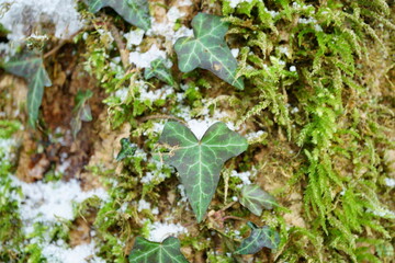Macro photography of bark with snow, frost, ivy and moss in winter forest