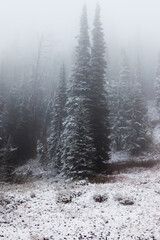 Fototapeta na wymiar Evergreen trees in the snow