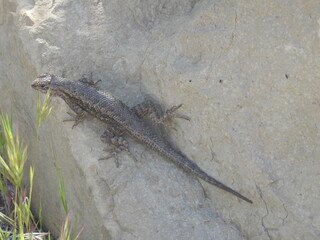Western fence lizard perched on a rock in the Los Padres National Forest, California. 