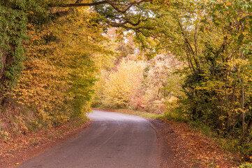 Fototapeta premium Road through the autumn trees.