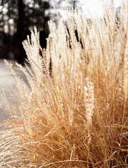 Fototapeta premium Pampasgras