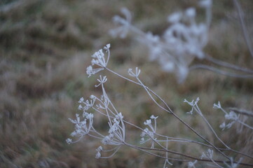 frozen grass
