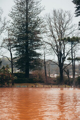 Parque Terra Nostra - Ilha de S&atilde;o Miguel