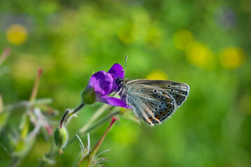 Morning field background with wild flowers. Wild flowers in a meadow nature.