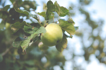 close up of a green apple