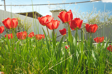 Field of red tulip flowers on a sunny day.