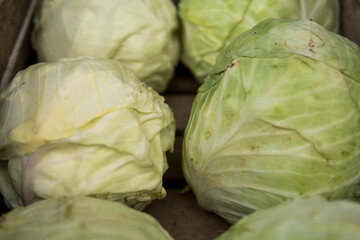 detail of six cabbages inside of a wooden box