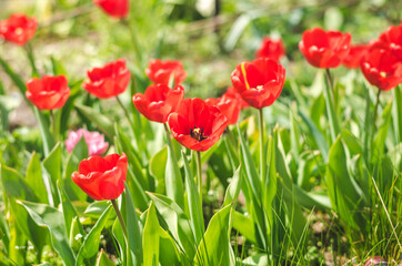 Spring red tulips blooming in the garden.