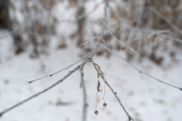 snow covered branches