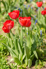 Spring red tulips blooming in the garden.