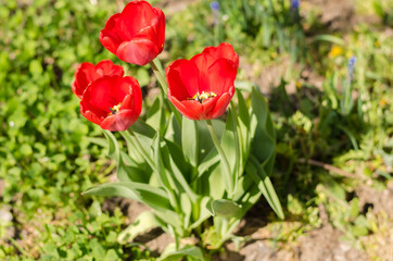 Abundance of spring red tulips