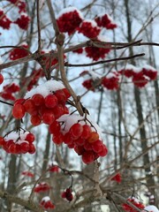 red berries on a branch
