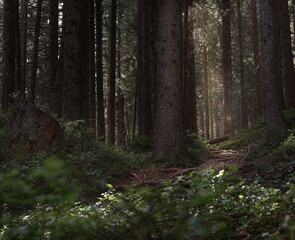 Fototapeta premium Small footpath through forest in early morning in summer.