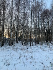 forest in winter