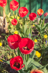 Abundance of spring red tulips. Top view.