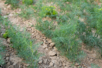 dill growing in the field