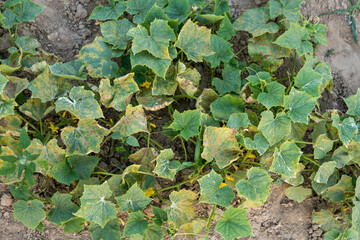 cucumber plant