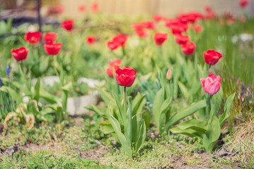 Spring red tulips blooming in the garden.