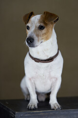 Jack Russell Terrier dog. Portrait of Jack Russell Terrier