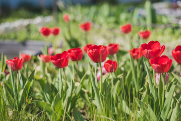 Field of red tulip flowers on a sunny day.