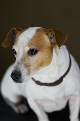 Jack Russell Terrier dog. Portrait of Jack Russell Terrier