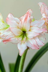 Hippeastrum Amaryllis Aphrodite double flowering close up 