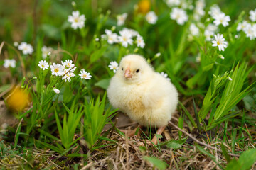 Happy easter. Easter egg. Chicken. Growing chickens on farms. Organic food. Occupation for the soul.